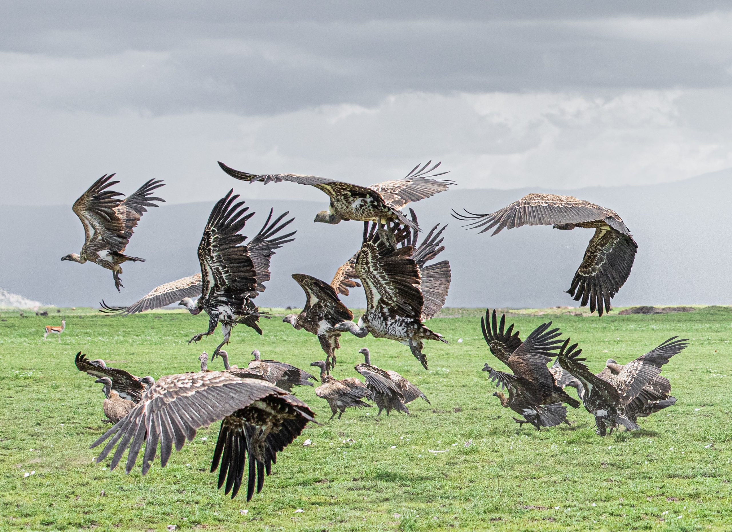 A kettle of vultures. Photo: Dori Caspi