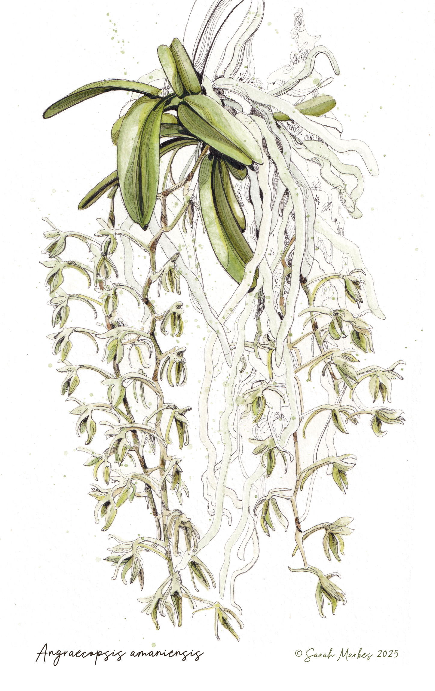 Angraecopsis amaniensis by Sarah Markes