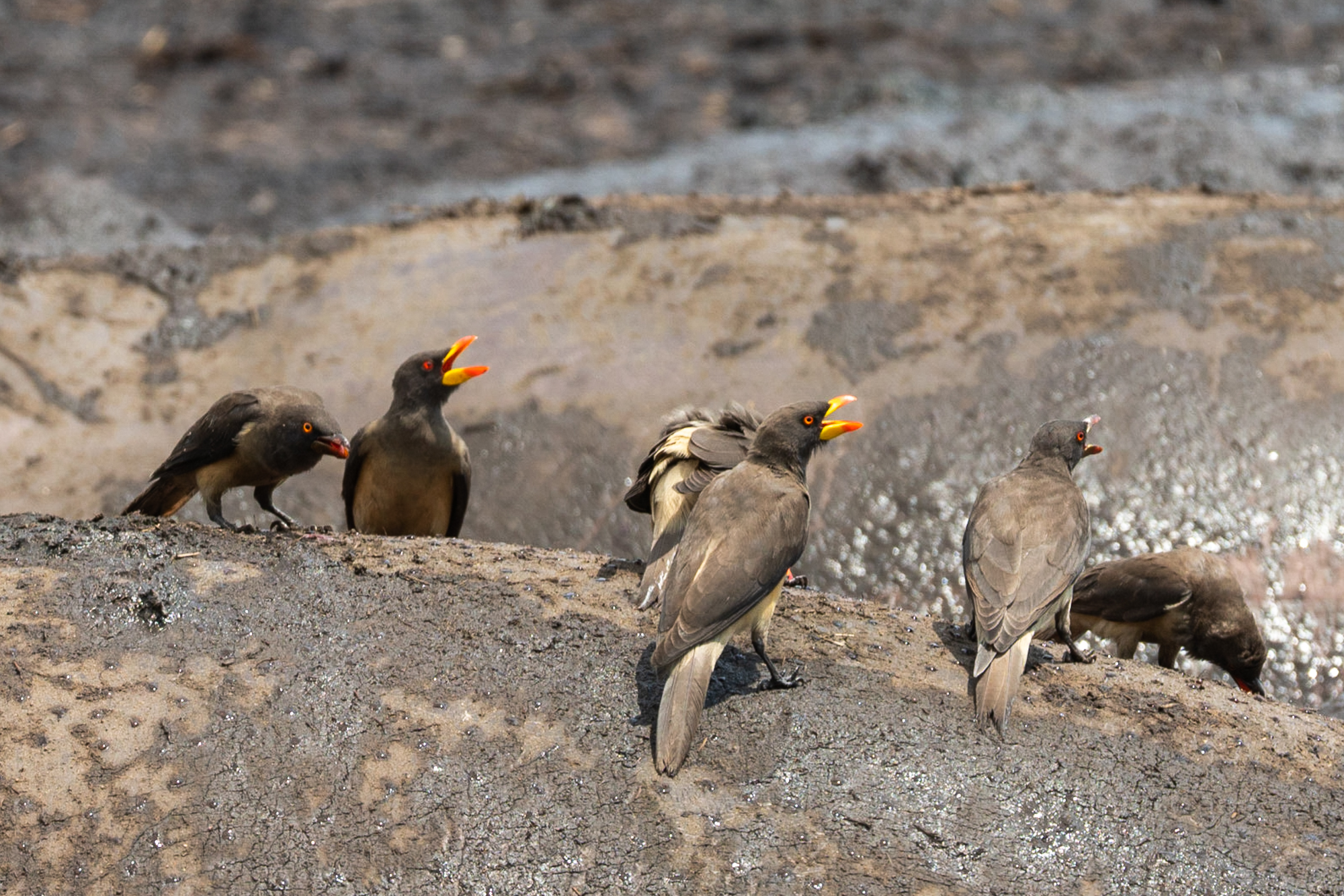 Yellow-billed ox pecker on the back of muddy hippo.
