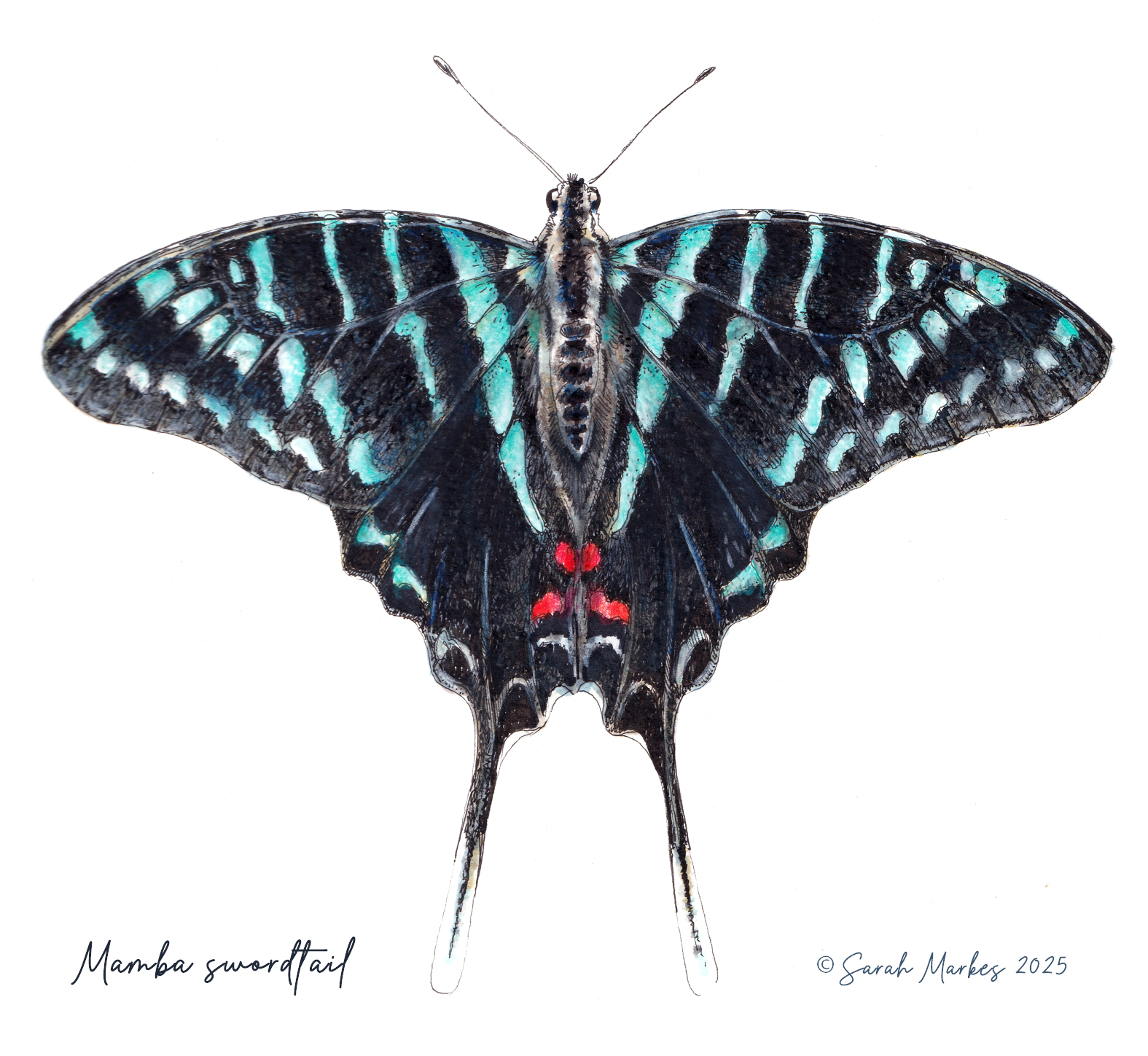 Mamba Swordtail Butterfly by Sarah Markes