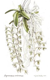 Angraecopsis amaniensis by Sarah Markes