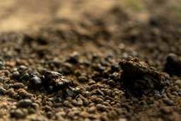 Dung Beetle playground