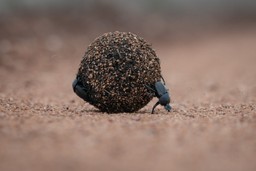 Dung Beetle rolling a ball