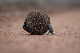 Dung Beetle rolling a ball