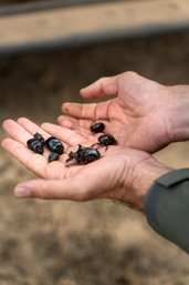 Hands holding dung beetles