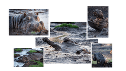 Hippo mud bath collage.