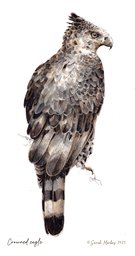 Crowned Eagle by Sarah Markes