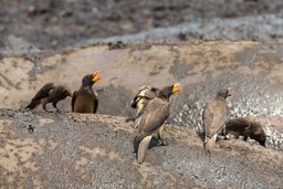 Yellow-billed ox pecker on the back of muddy hippo.