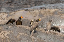 Yellow-billed ox pecker on the back of muddy hippo.
