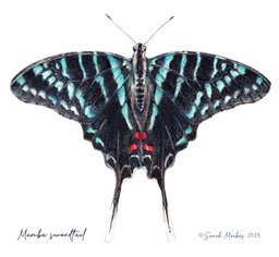 Mamba Swordtail Butterfly by Sarah Markes