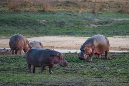 A pod of hippos.