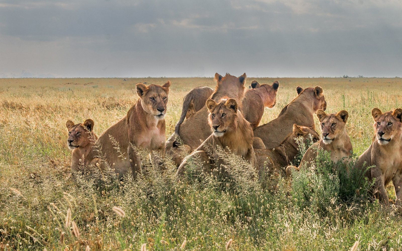 Olmara @ Hagai -4203