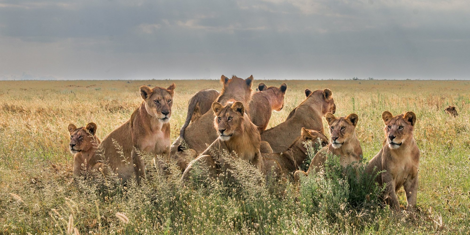 Olmara @ Hagai -4203