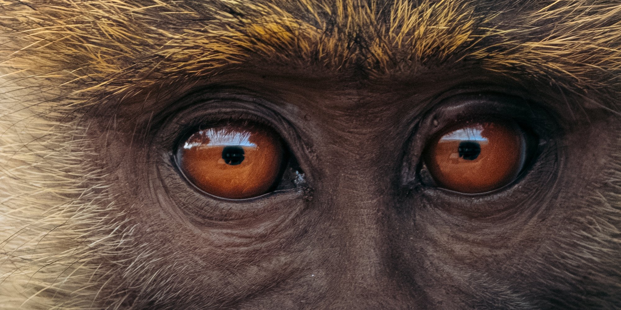 Koroi Tobin Sparling 131